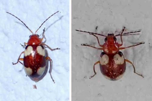 Monolepta signata